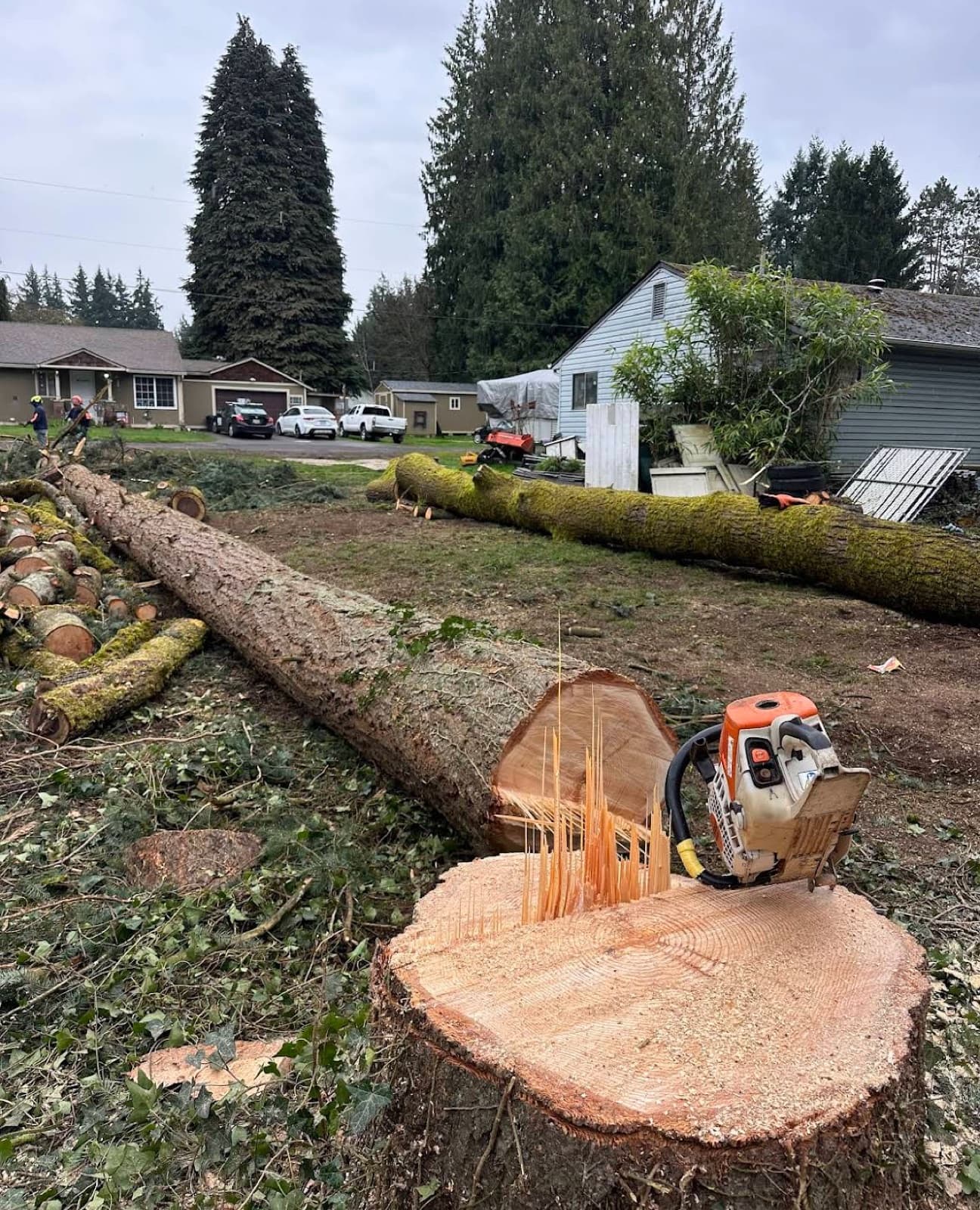 A large Douglas fir laid out across a Clark County yard with a chainsaw resting on the fresh stump.