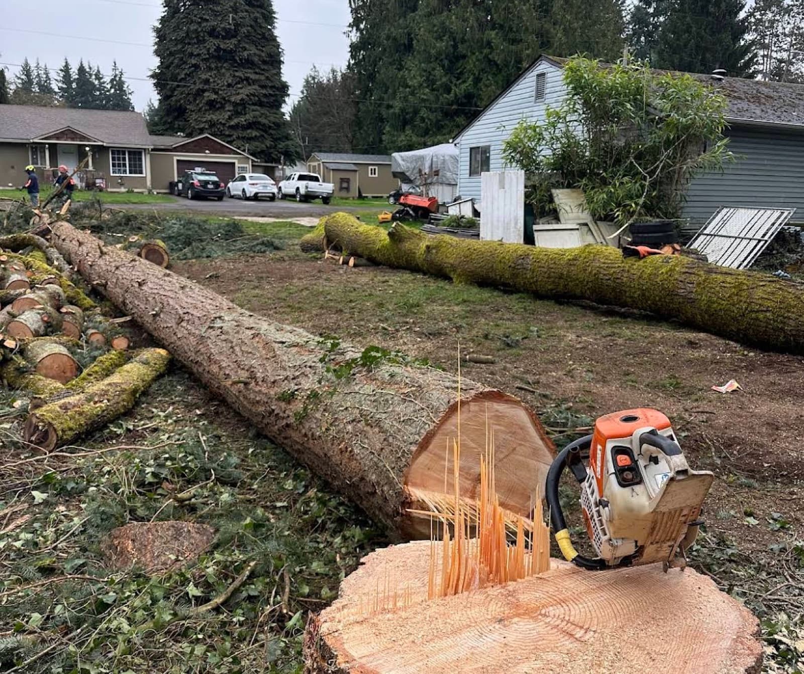 A large fir tree felled across a Clark County yard with the chainsaw still on the fresh stump.