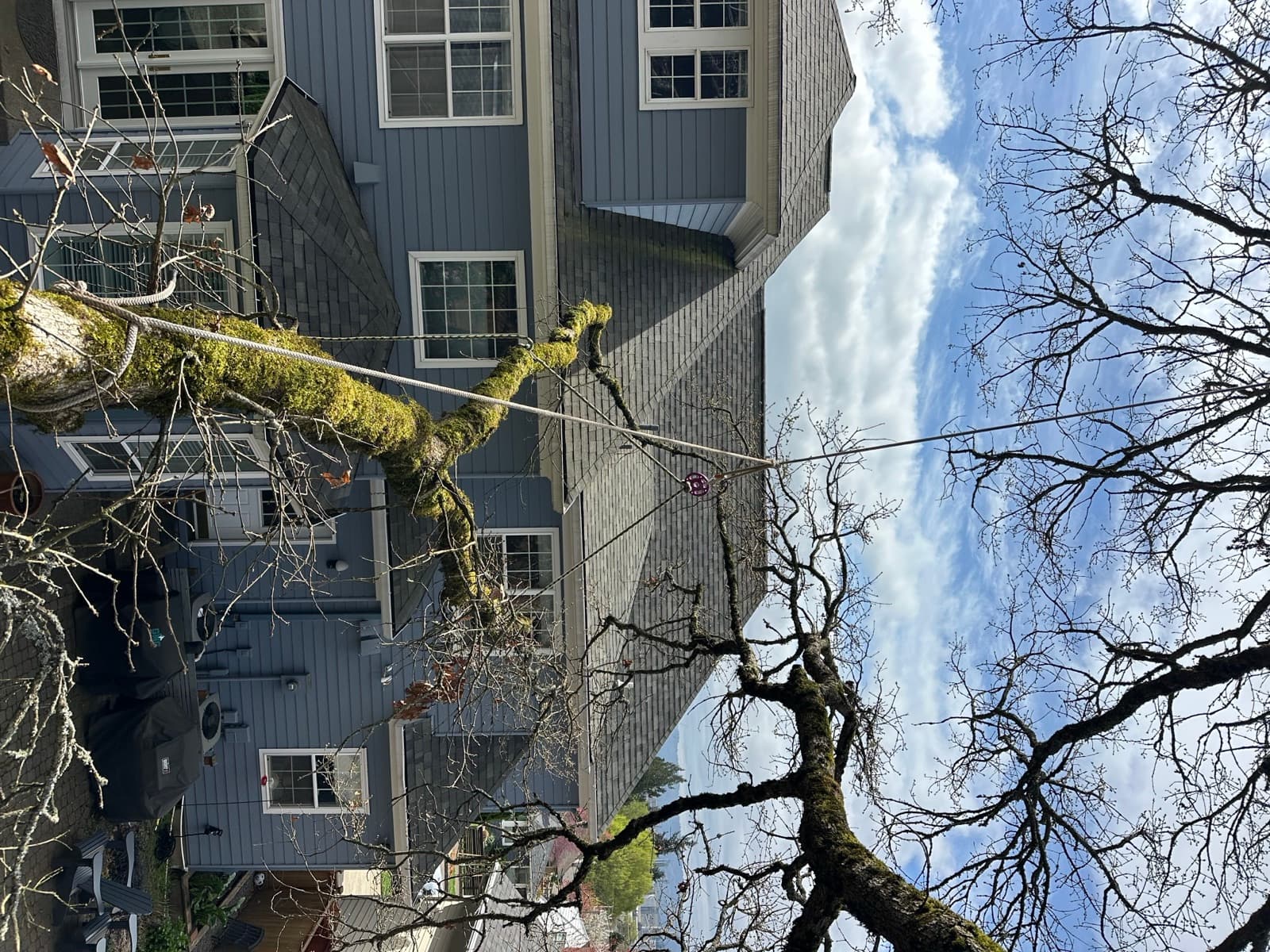 A large mossy bigleaf-maple limb hanging directly over the roof of a two-story home, ready to be trimmed back.