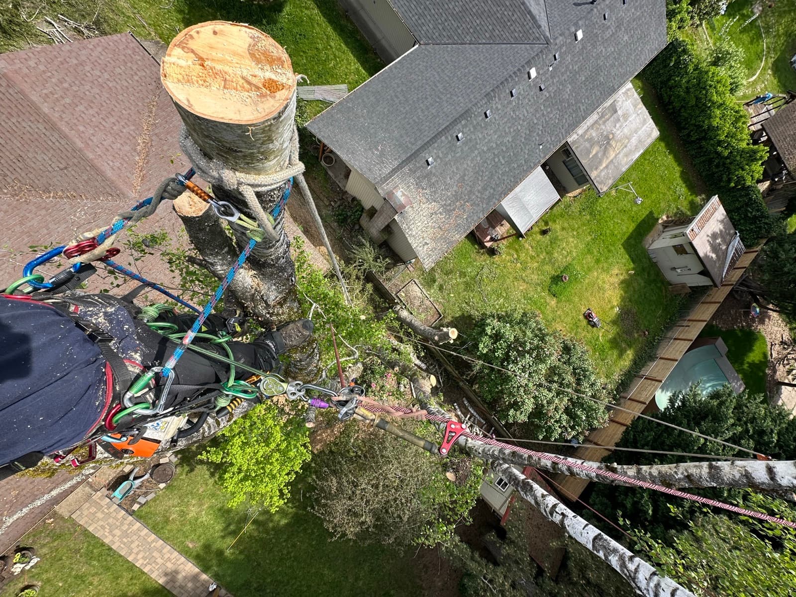 Climber's point of view of a large log section being lowered over a Clark County rooftop on rigging lines.