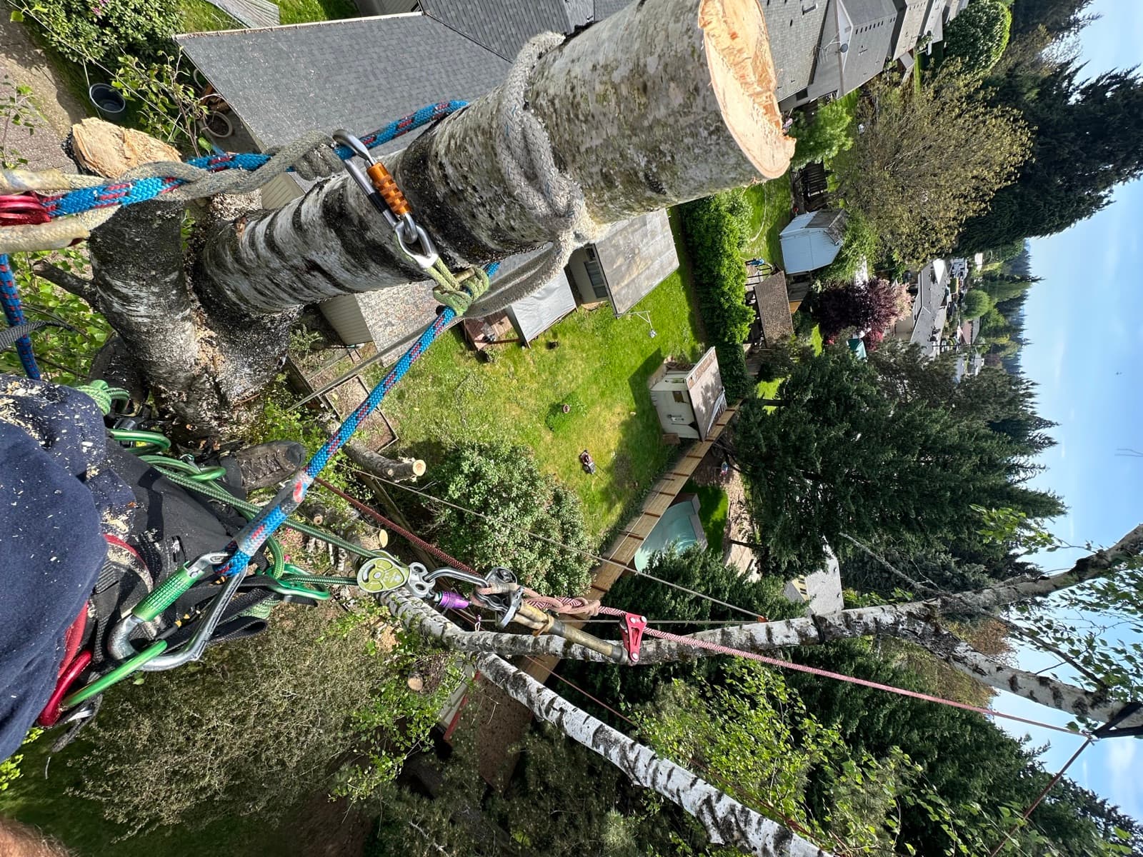 Climber's point of view looking down the trunk past climbing ropes to a backyard far below.