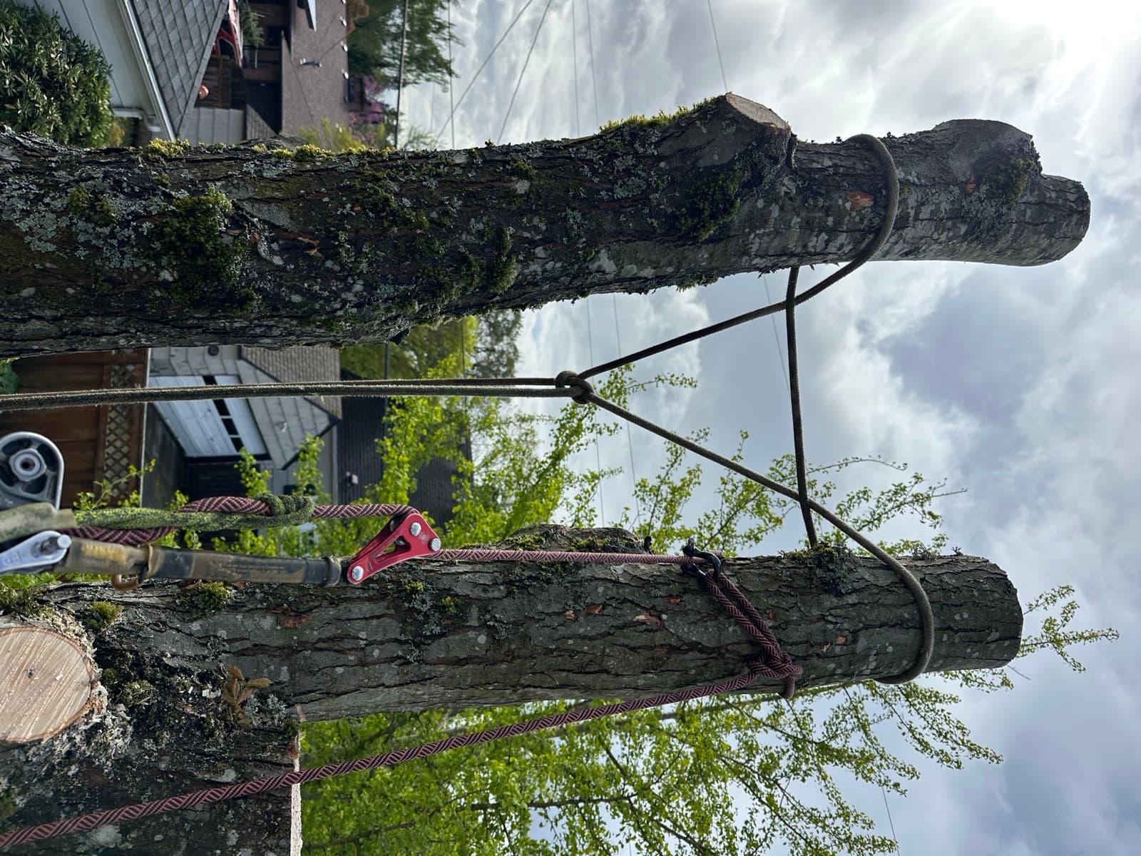 Two large maple trunks rigged with climbing ropes and a friction device during a careful sectional removal.