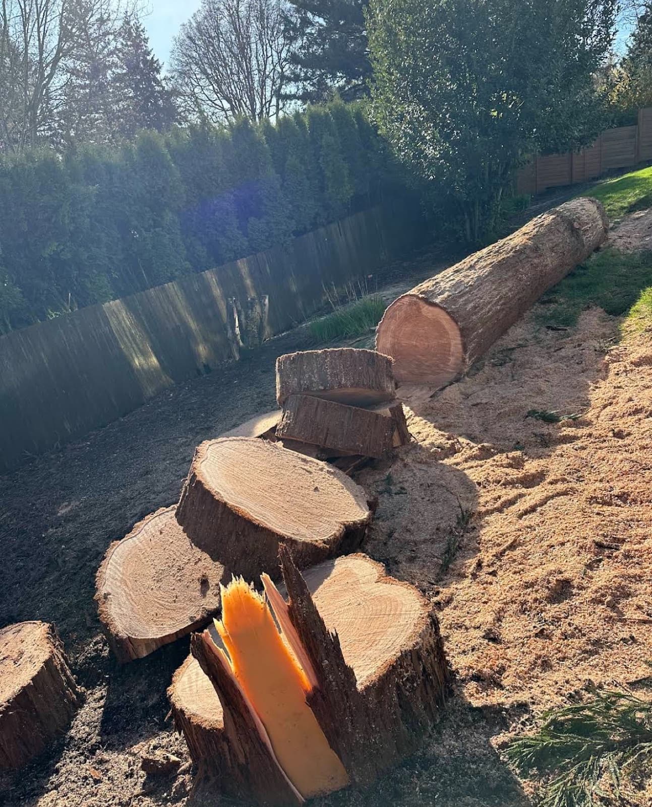Big trunk rounds and stumps laid out in a sunny yard along a fence line, ready for grinding and haul-off.